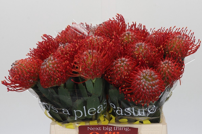 Nutans Ayoba Red