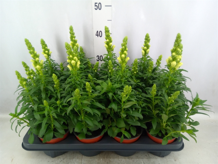 <h4>Antirrhinum majus   ...</h4>