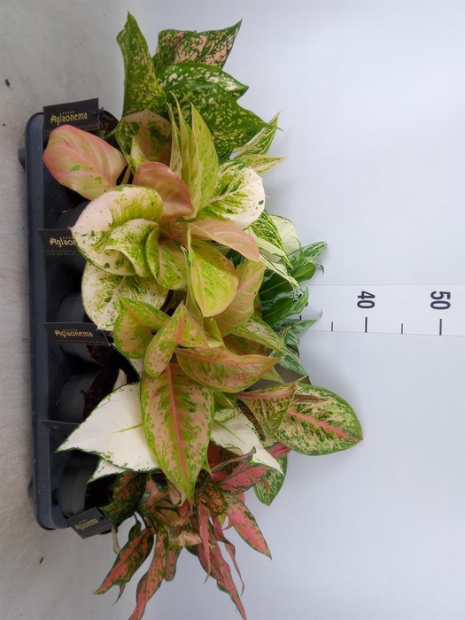 <h4>Aglaonema   ...</h4>