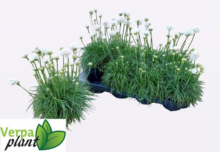 <h4>ARME MAR ALBA</h4>