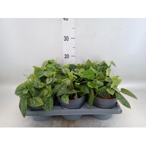 Philodendron scand.   ...mix