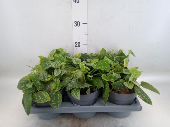 <h4>Philodendron scand.   ...mix</h4>