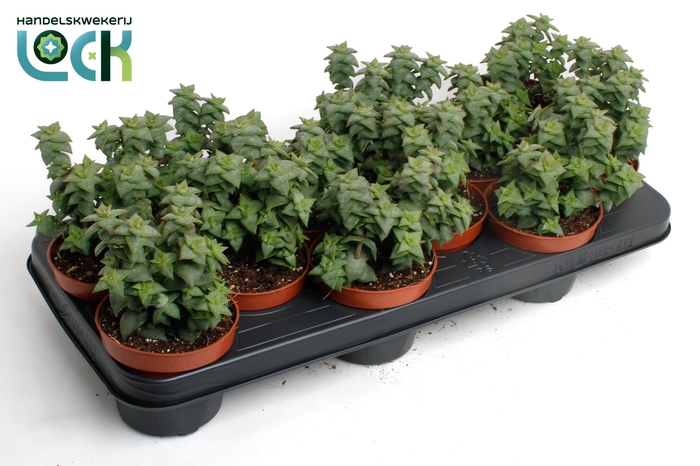 <h4>Crassula Perforata</h4>