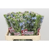 Oxypetalum Tweedia Blue