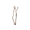 Syringa Branch Extra Guami