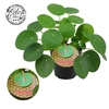 Pilea Peperomoides