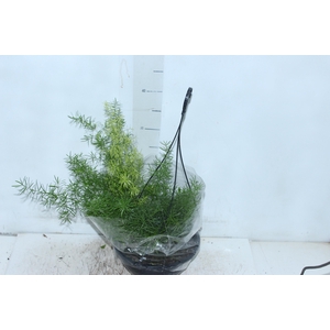 ASPARGO ALFINETE C21