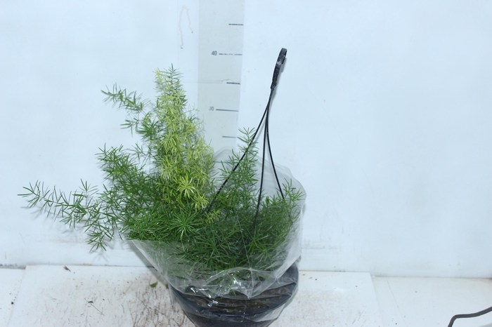 ASPARGO ALFINETE C21