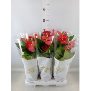 Anthurium andr. 'Casparo'