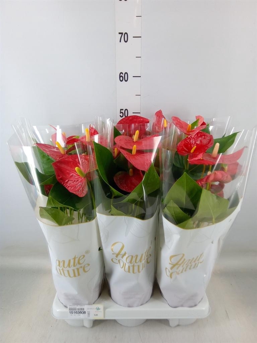 <h4>Anthurium andr. 'Casparo'</h4>