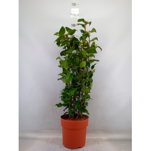 Camellia japonica 'Dr King'