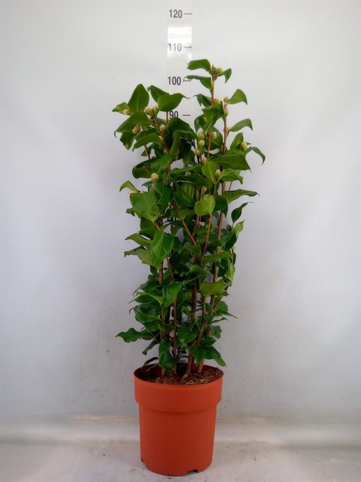 <h4>Camellia japonica 'Dr King'</h4>