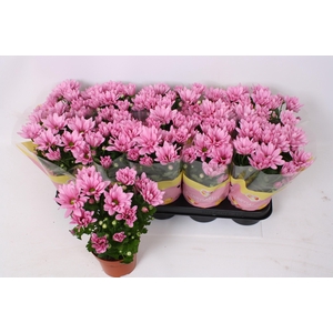 CHRYS BREEZE PINK