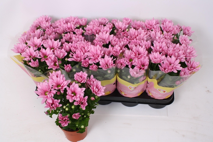 <h4>CHRYS BREEZE PINK</h4>