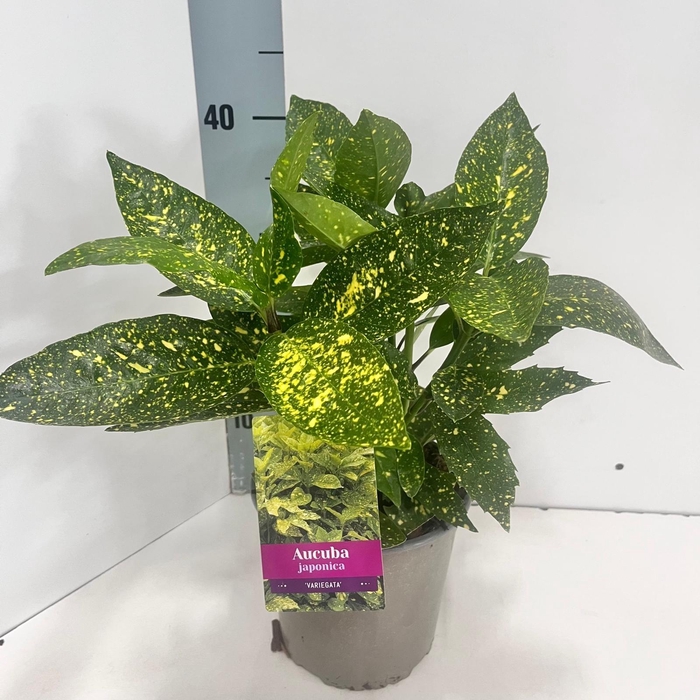 <h4>Aucuba japonica 'Variegata'</h4>