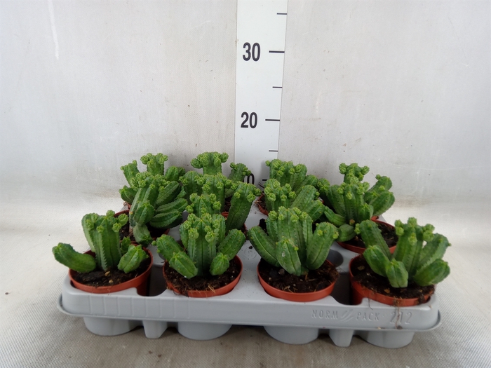 <h4>Euphorbia   ...</h4>