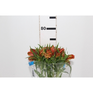 ALSTROEMERIA CHEERIO 080 CM