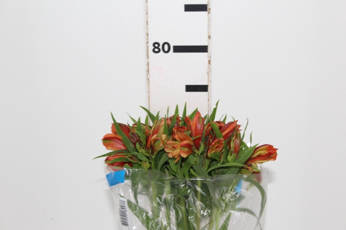 <h4>ALSTROEMERIA CHEERIO 080 CM</h4>