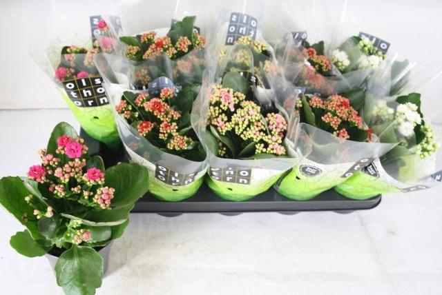 <h4>KAL GE GEM 4 KL</h4>