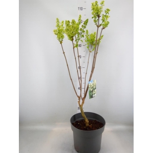 Syringa vulg. 'Mme Florent Stepman'