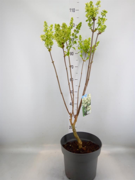 <h4>Syringa vulg. 'Mme Florent Stepman'</h4>