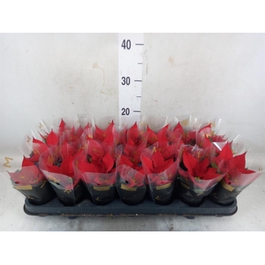 Euphorbia pulc. 'Red Joy'