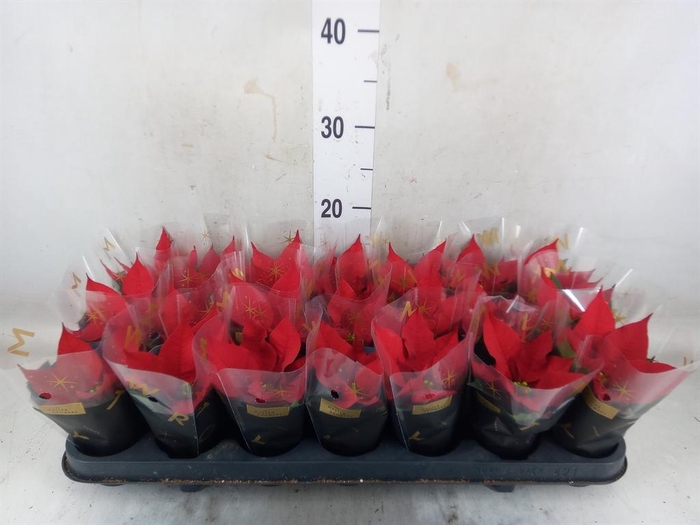 <h4>Euphorbia pulc. 'Red Joy'</h4>