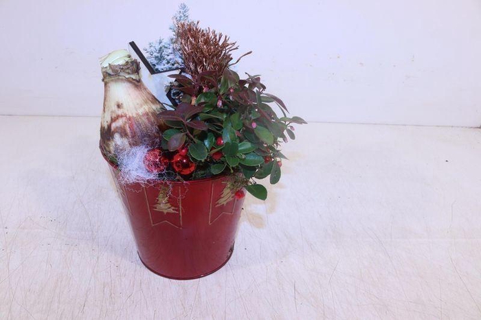 <h4>ARR HIPPEASTRUM</h4>