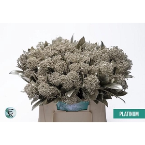 Skimmia paint platina