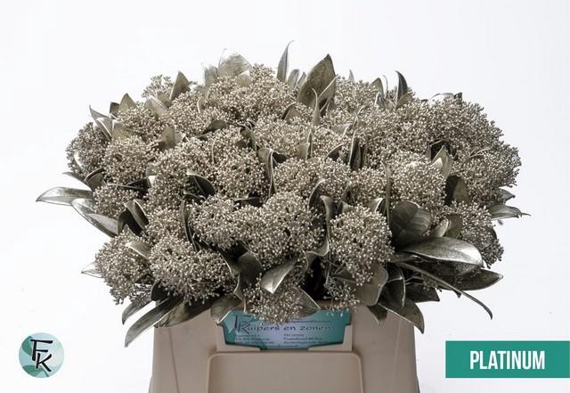 <h4>Skimmia paint platina</h4>