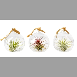 ARR TILLANDSIA