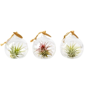 ARR TILLANDSIA