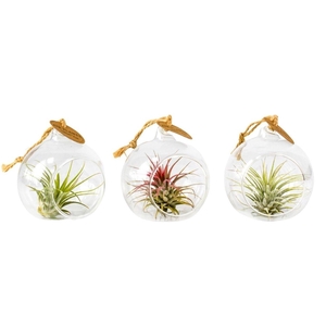 ARR TILLANDSIA