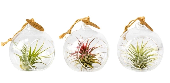 <h4>tillandsia glas hangbol mini</h4>