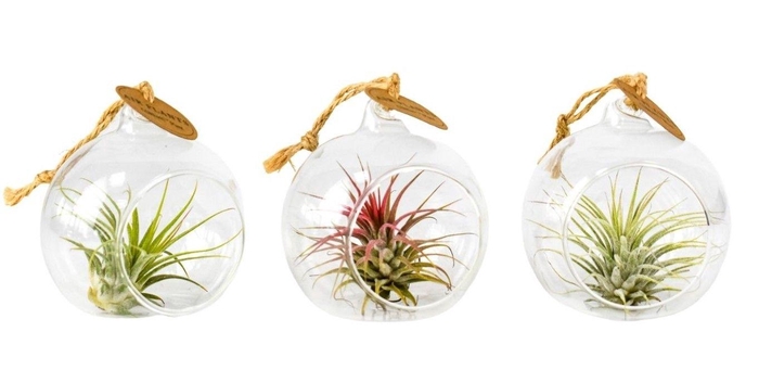 <h4>ARR TILLANDSIA</h4>