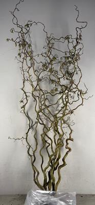 <h4>Corylus (2-jarig)</h4>