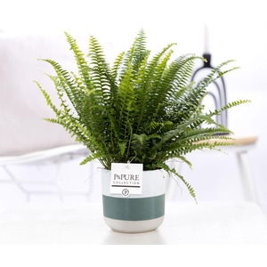 Nephrolepis Green Lady in P&PURE Lauren ceramics