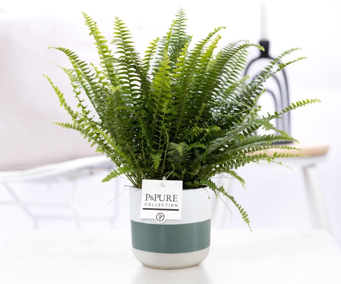 <h4>Nephrolepis Green Lady in P&PURE Lauren ceramics</h4>