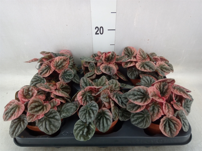 <h4>Peperomia</h4>