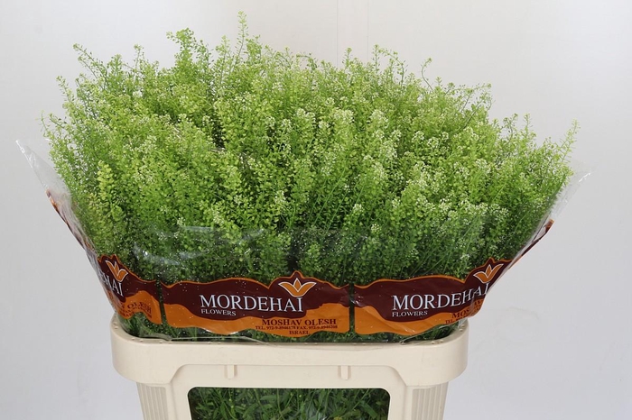 <h4>Lepidium Green Bell</h4>