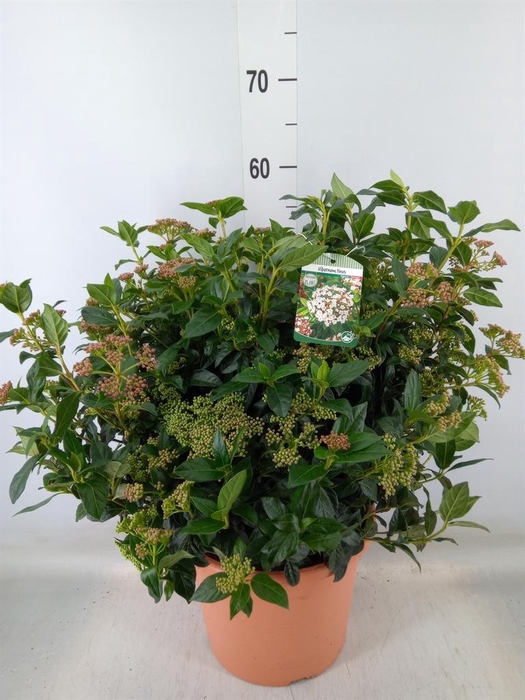 <h4>Viburnum tinus</h4>