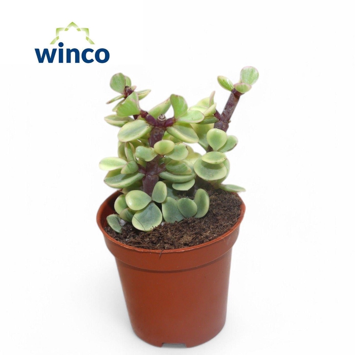 <h4>Crassula Afra Variegata</h4>