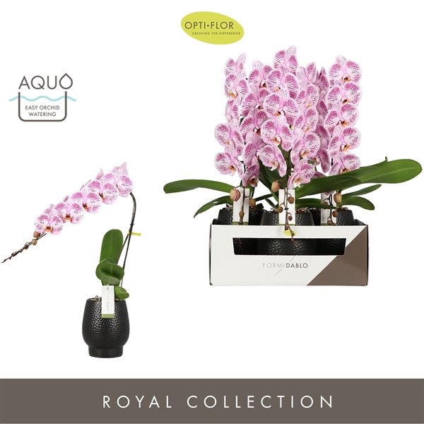 <h4>Formidablo 12cm Iguazu Falls in Abruzzo Black Aquo</h4>