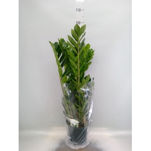 Zamioculcas zamiifolia