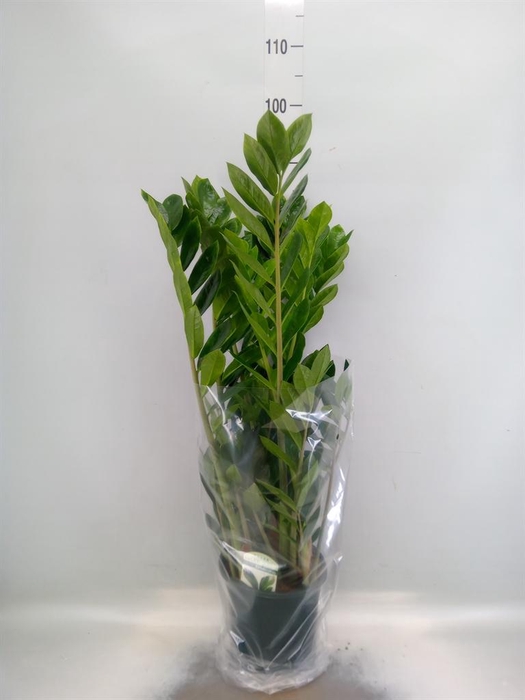 <h4>Zamioculcas zamiifolia</h4>