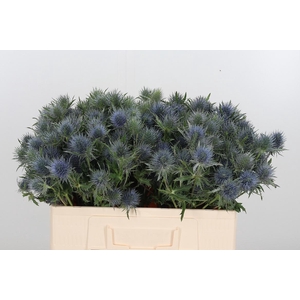 Eryngium