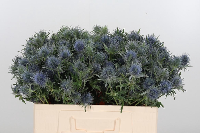 <h4>Eryngium</h4>