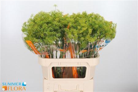 <h4>Anet Graveolens</h4>