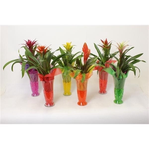 Bromelia variés