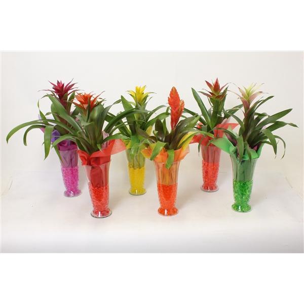 <h4>Bromelia variés</h4>